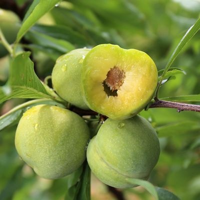 平邑县蜂糖李树苗  蜂糖李子树苗 嫁接李子树苗 蜂糖李苗 果树苗