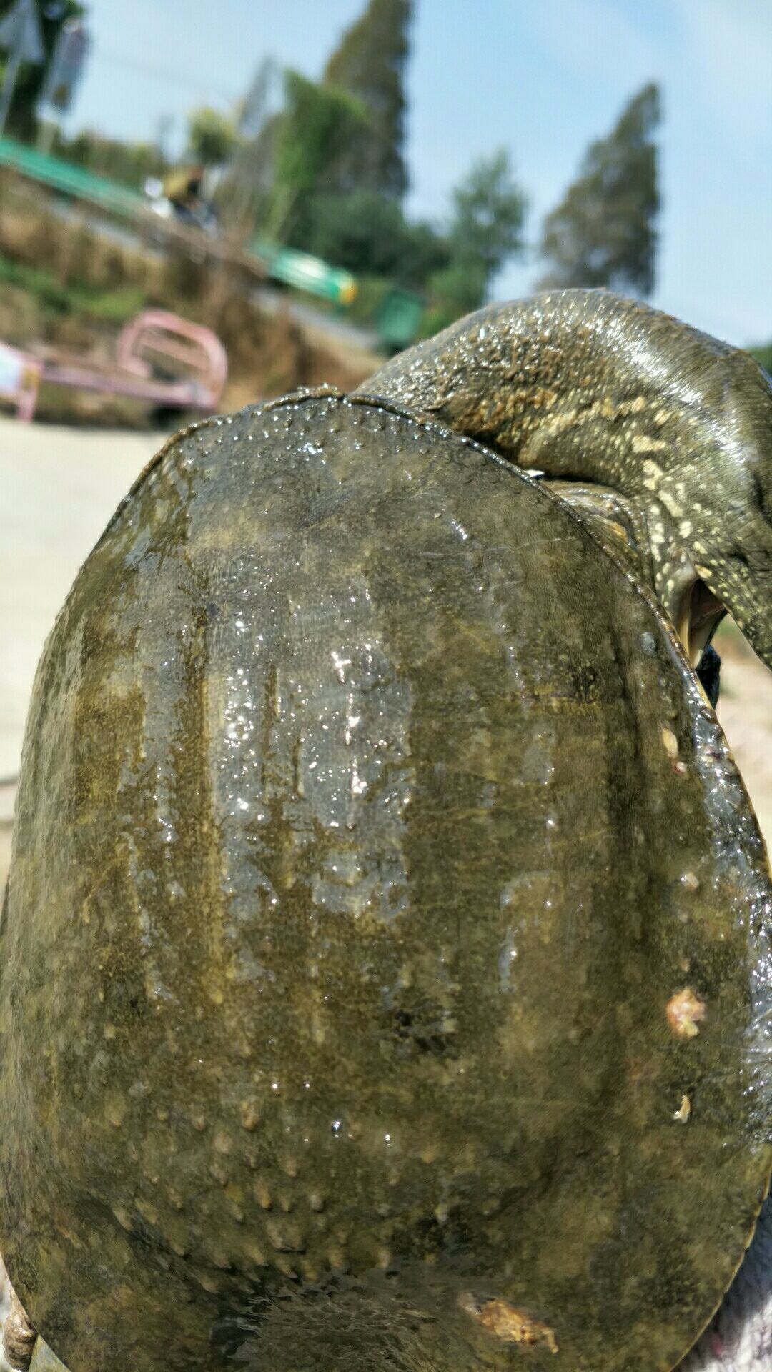 甲鱼  靓货保证都是5年以上老鱼