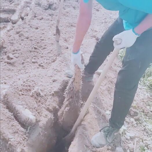 海城市白玉山药 通货