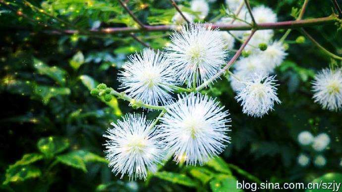 细叶合欢 合欢，合家欢乐