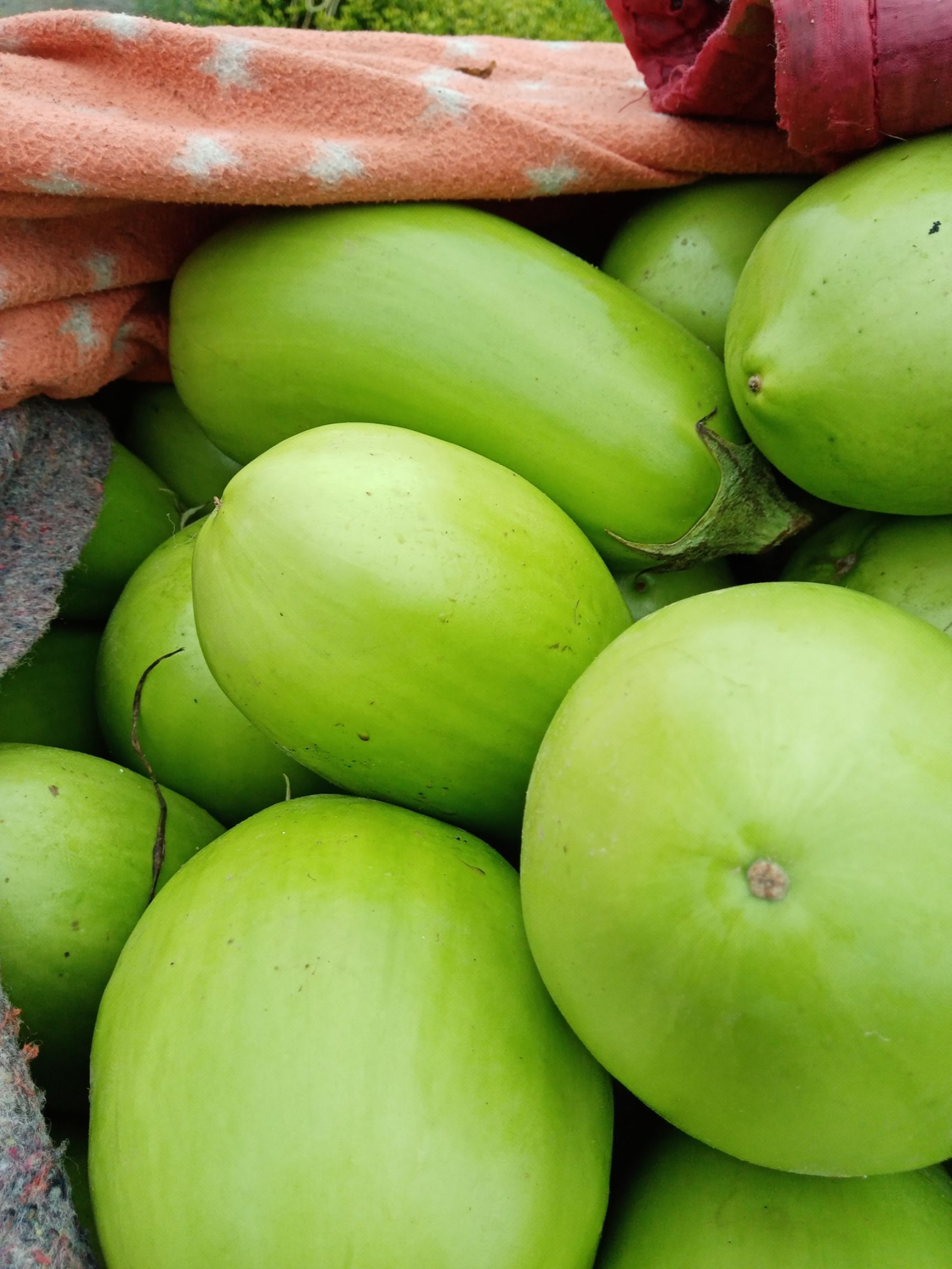 绿茄霸茄子 20cm以下 长茄