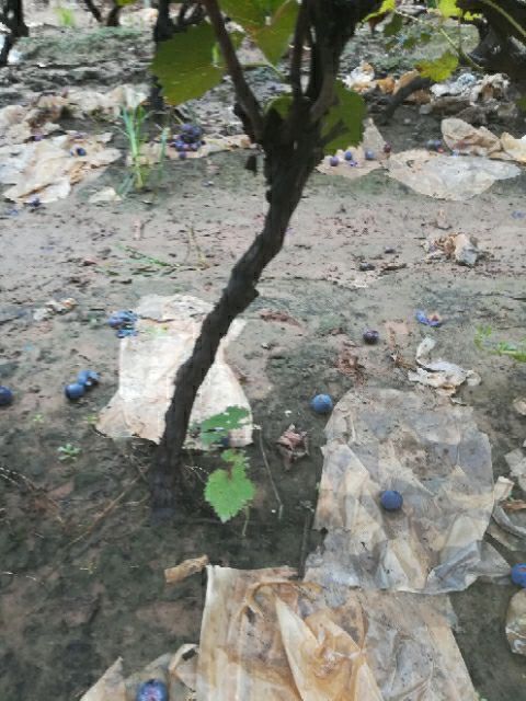 晋州市葡萄盆栽 占地葡萄树