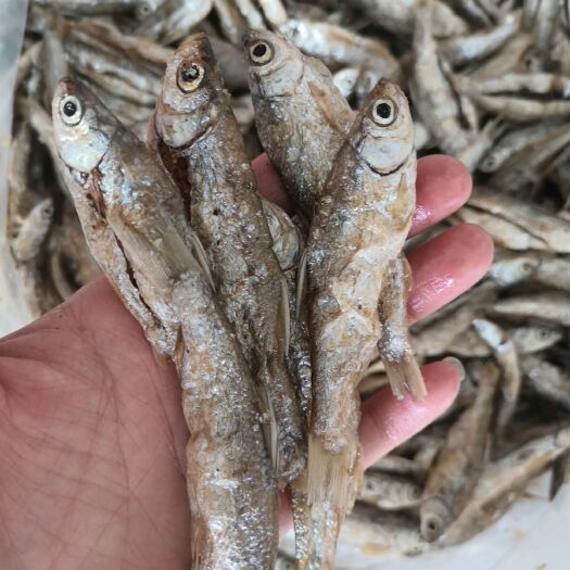 长沙淡水无盐油干白条小鱼干刁子鱼油干