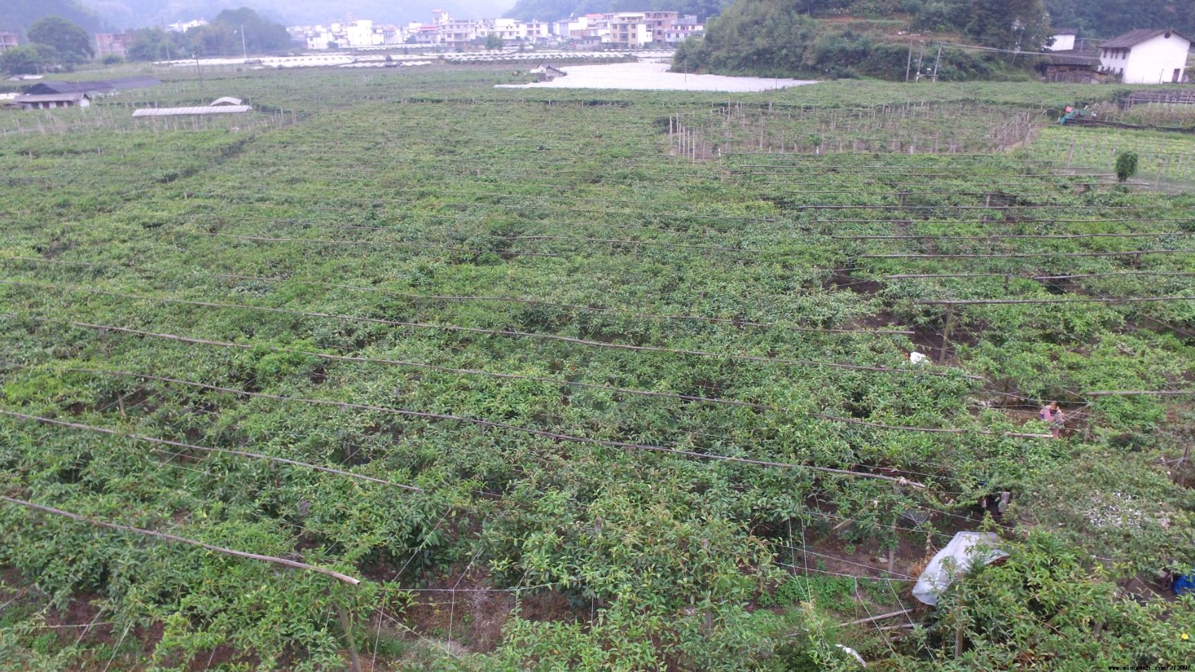 粉红黑老虎苗 布福娜苗【二年苗—挂果苗】签合同回收  【招代