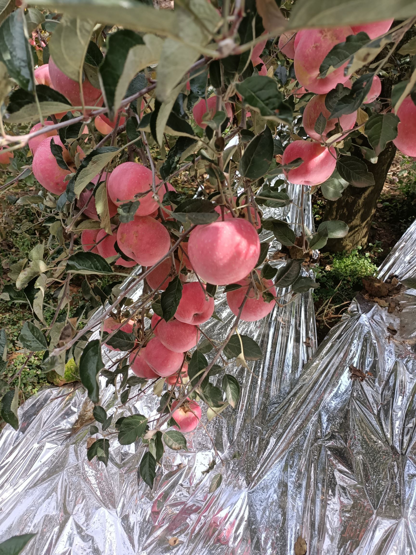 昭通苹果红富士，套袋果，口感佳，一件代发，实力代办