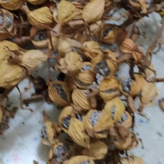 安龙县调料佳美味，香砂仁，干货，