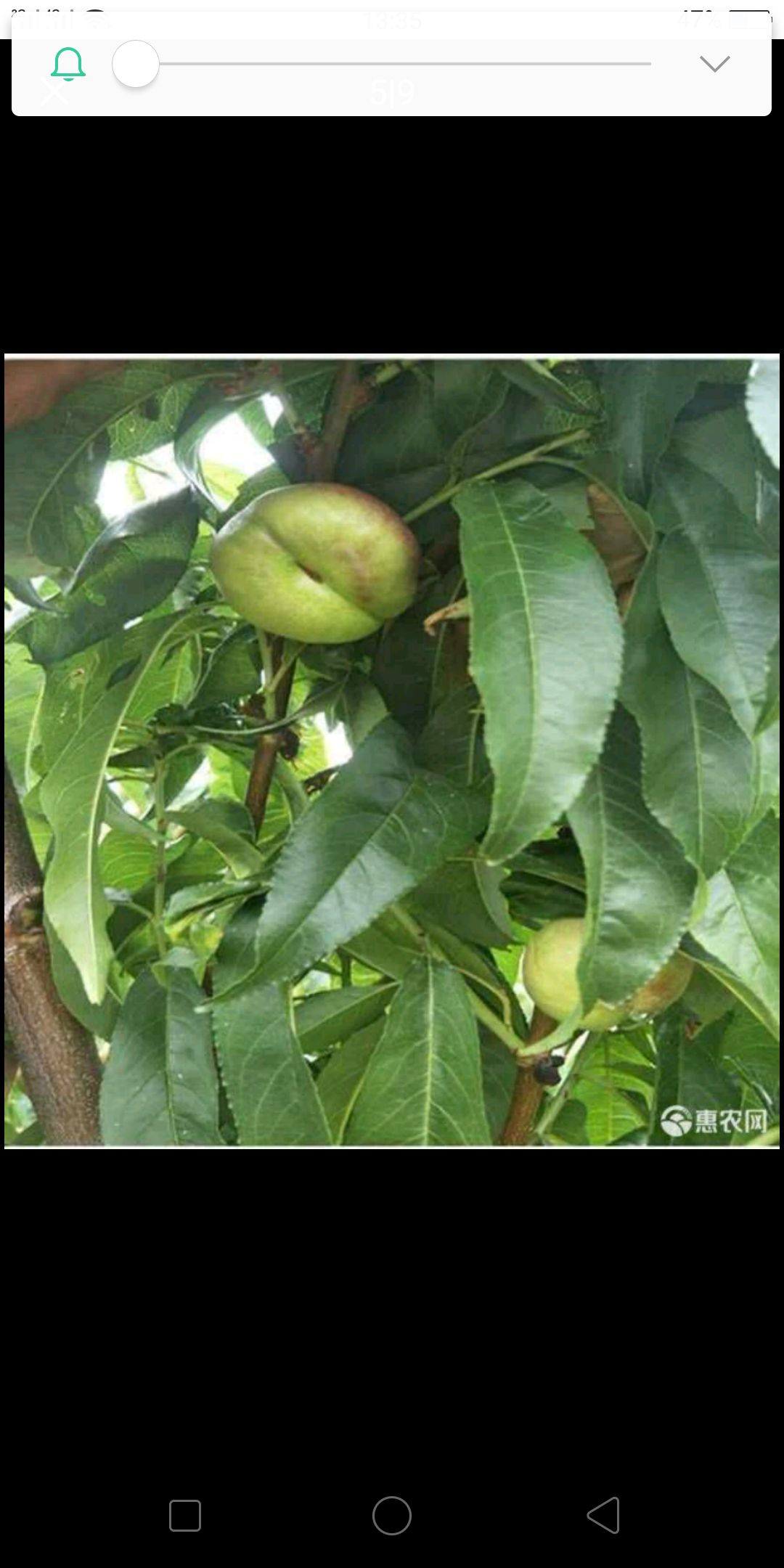  油蟠桃苗当年挂果基地直销