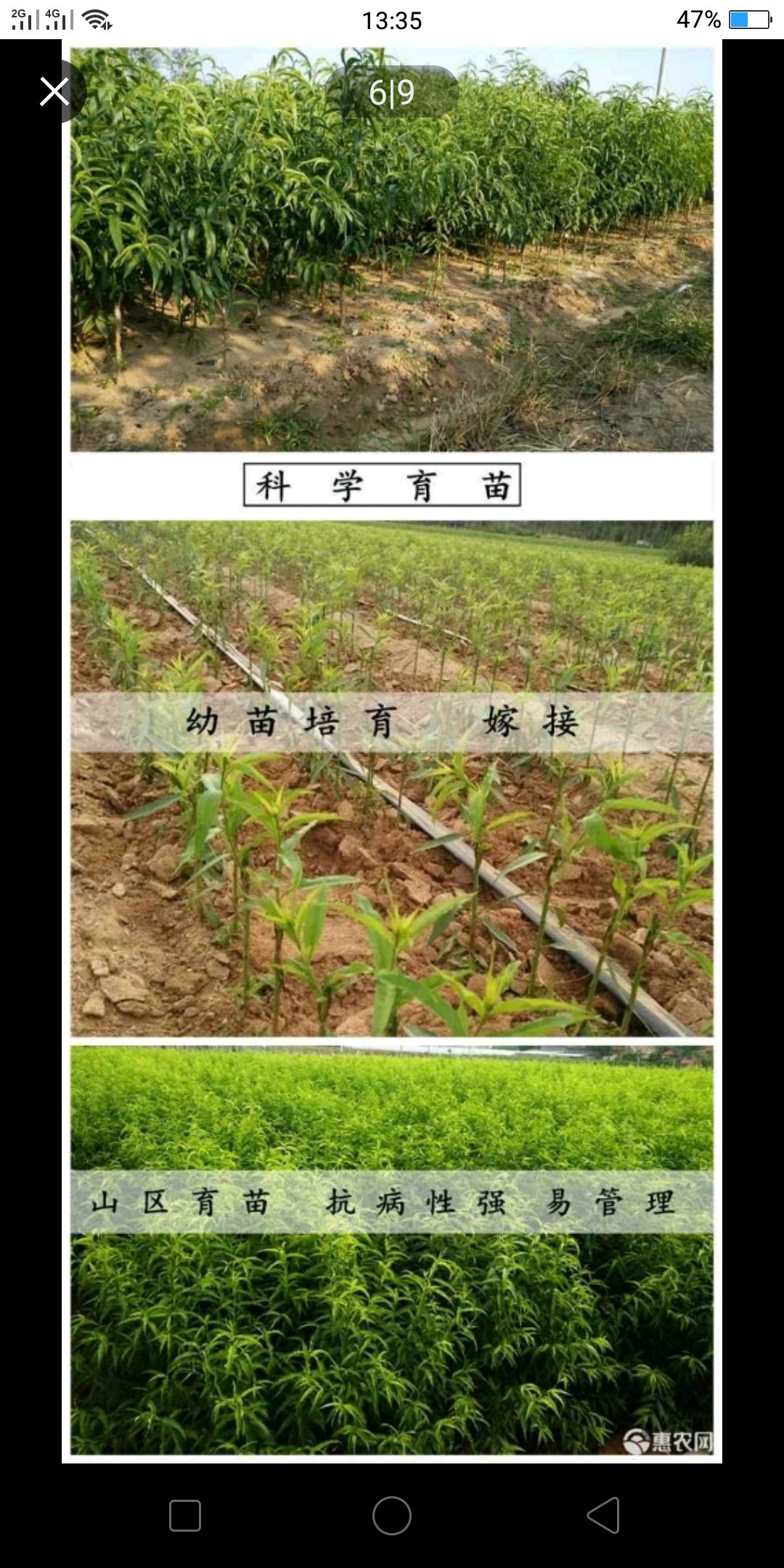  油蟠桃苗当年挂果基地直销