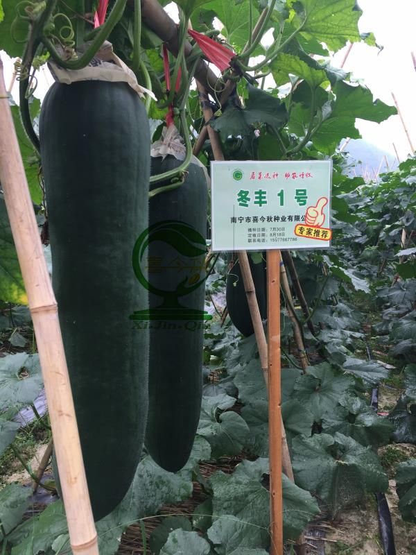 冬瓜种子  冬丰1号铁心黑皮大冬瓜 品质优 耐储运