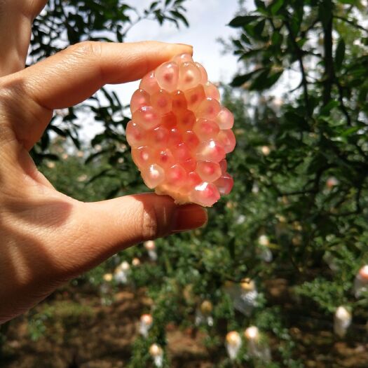 蒙自市 云南蒙自绿籽薄皮甜石榴