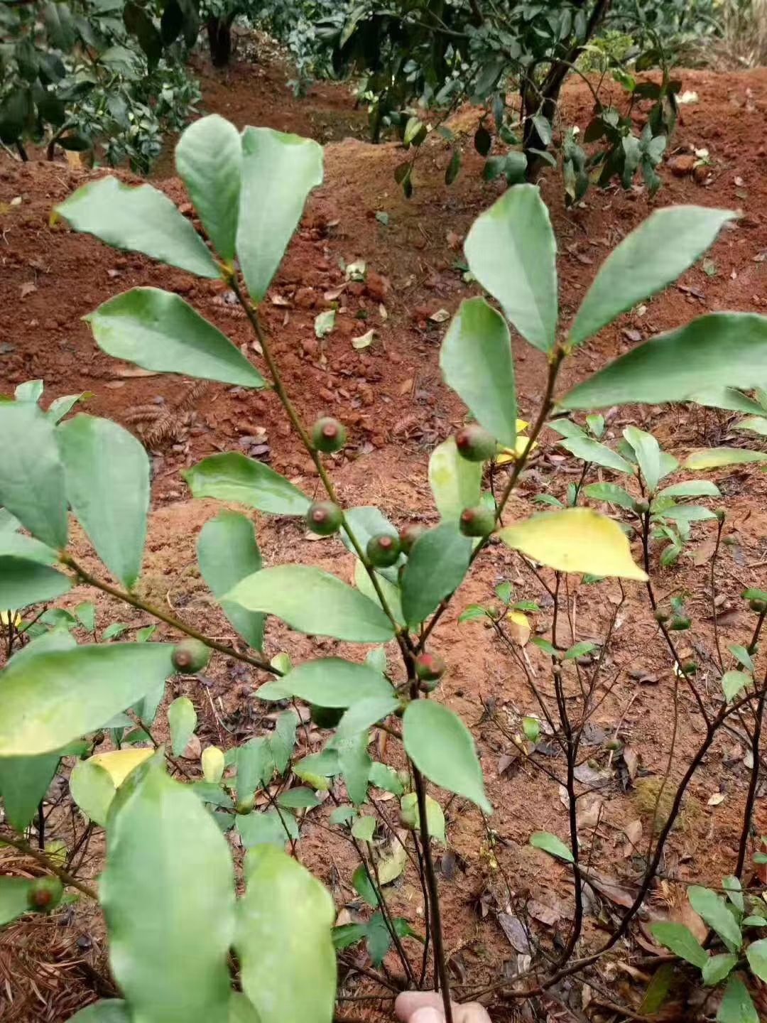山药  牛奶根，正宗深山野生的牛奶根