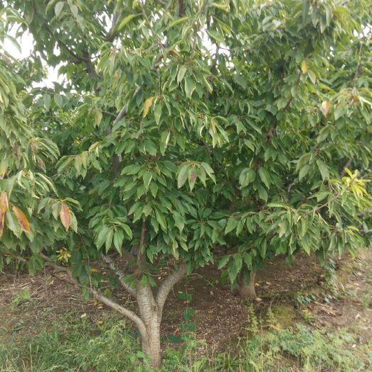 冠县美早苗 出售大樱桃树