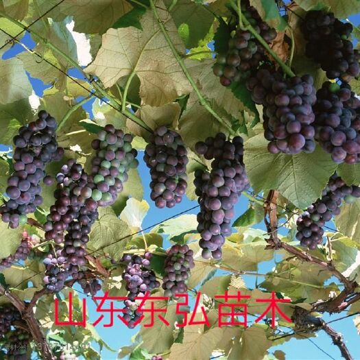 平邑县水晶葡萄苗 保证正品，保证成活率死苗补发。现挖现发，欢迎实地考察品质优、