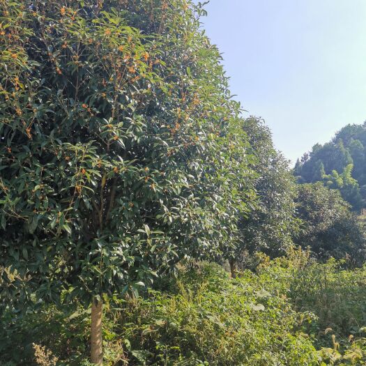 湄潭县八月桂 桂花