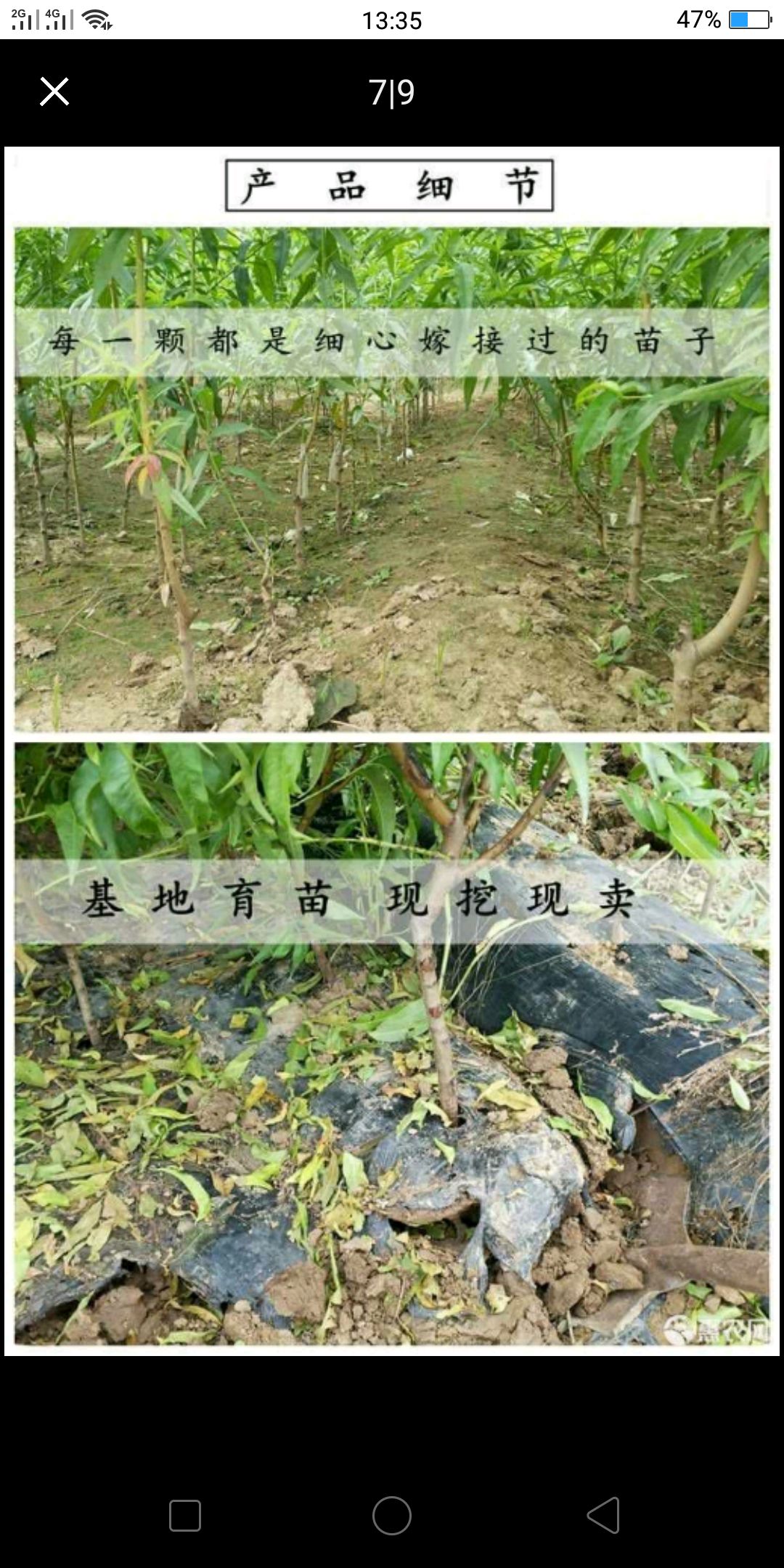  油蟠桃苗当年挂果基地直销