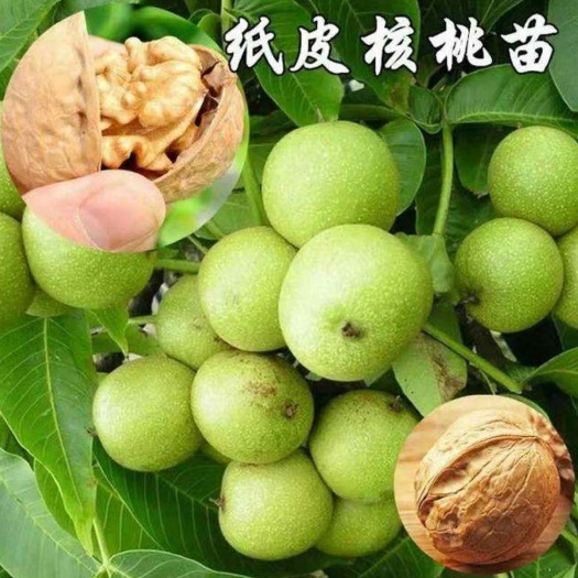 平邑县 核桃苗 纸皮核桃苗 品种齐全 量大优惠  包邮