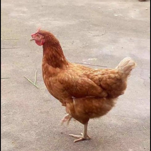 广州海兰褐蛋鸡苗 统货