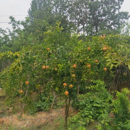 安阳甜石榴树苗 甜石榴