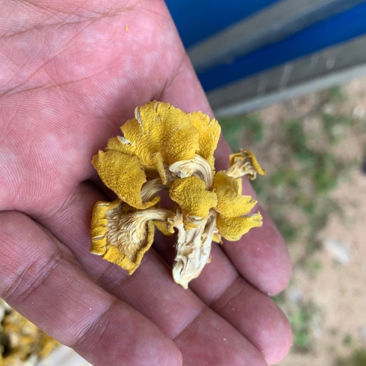 瓊中縣 品相好雞油菌