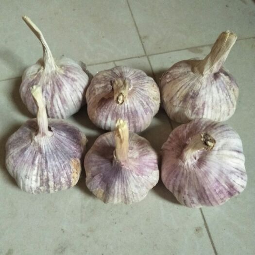 中牟县 紫皮大蒜