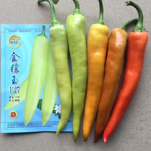 南宁泡椒种子  金镶玉1127白皮辣椒 中熟 连续座果率强 耐储