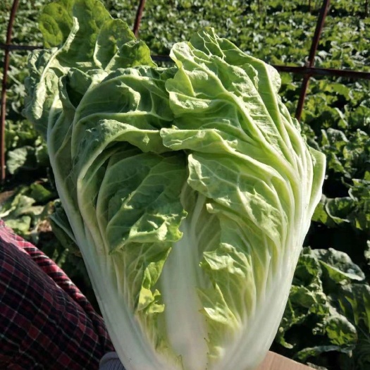 丰县黄心大白菜  义和秋白菜大量供应中！