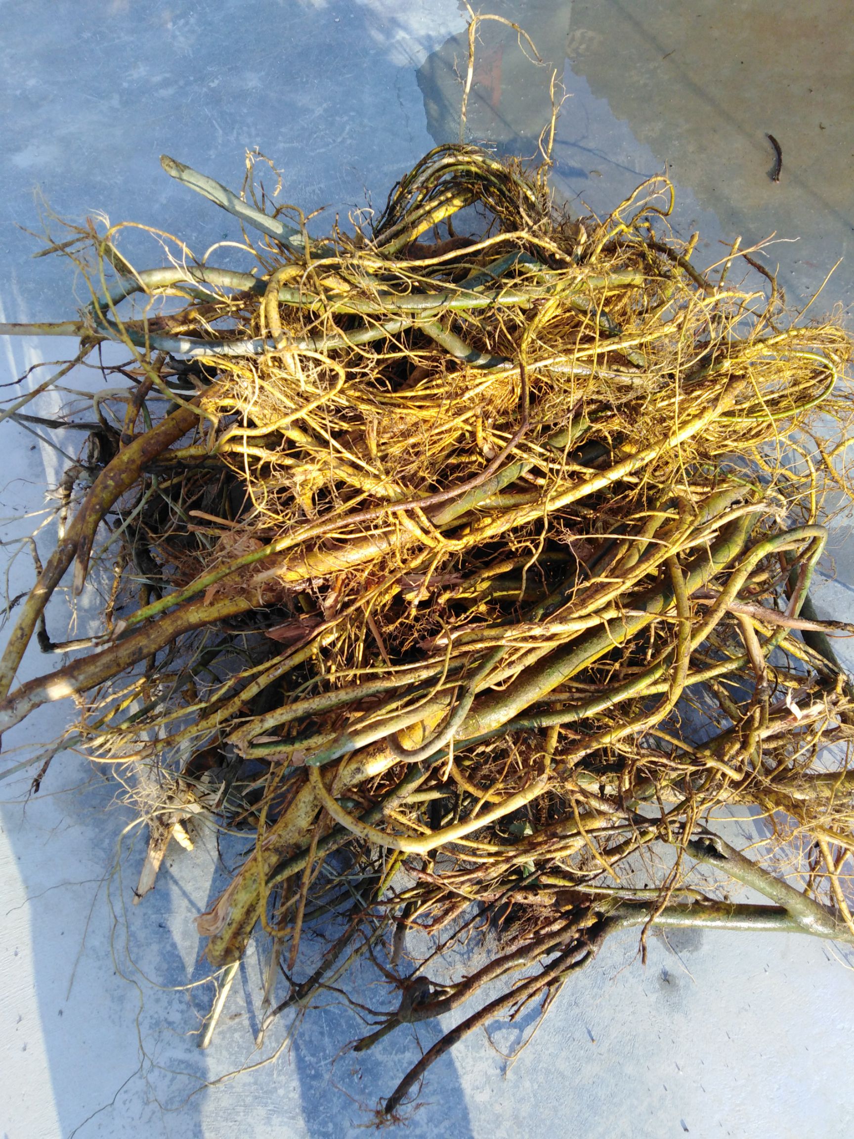山药  牛奶根，正宗深山野生的牛奶根