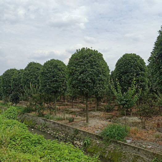 成都八月桂 长期供应，高品牌桂花
