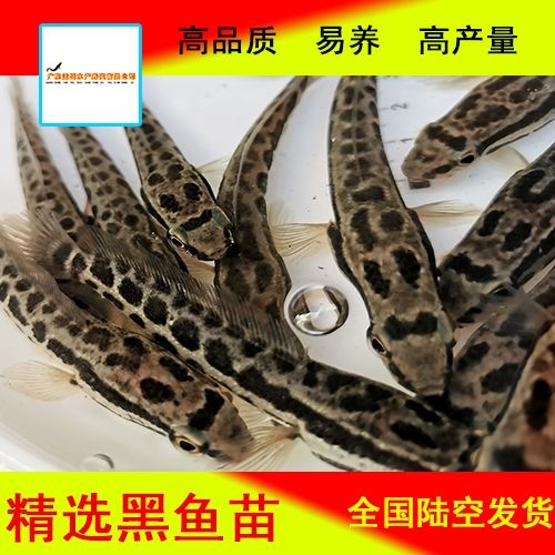 佛山 杂交黑鱼苗  乌鱼苗 财鱼苗 黑鱼苗批发 6～8公分任选