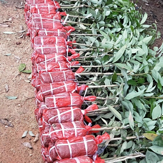 灵山县妃子笑荔枝苗   广西广东海南妃子笑糯米糍无核荔枝苗桂味荔枝