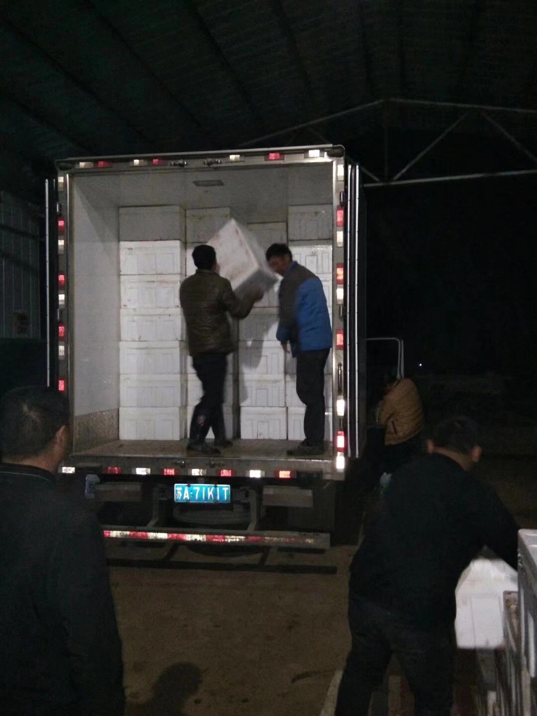 圆叶菠菜 15~20cm