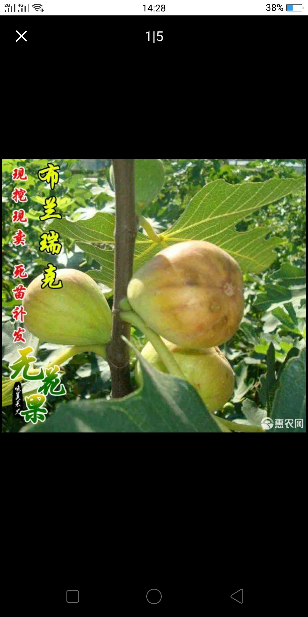 布兰瑞克苗 布兰瑞克无花果苗，当年挂果基地直销包邮包成活，死苗补发