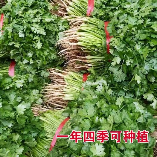 沭阳县老香菜种子蔬菜种孑秋季芫荽香菜种籽小青菜阳台种菜四季香菜籽