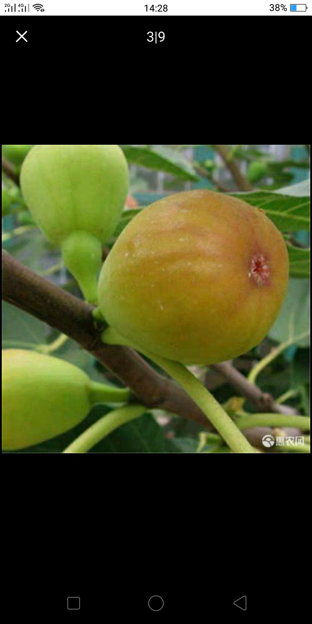 布兰瑞克苗 布兰瑞克无花果苗，当年挂果基地直销包邮包成活，死苗补发