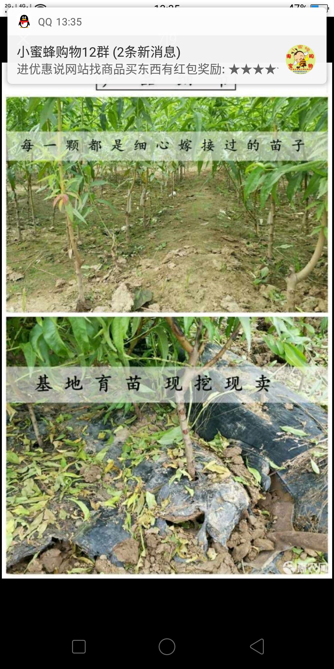  油蟠桃苗当年挂果基地直销