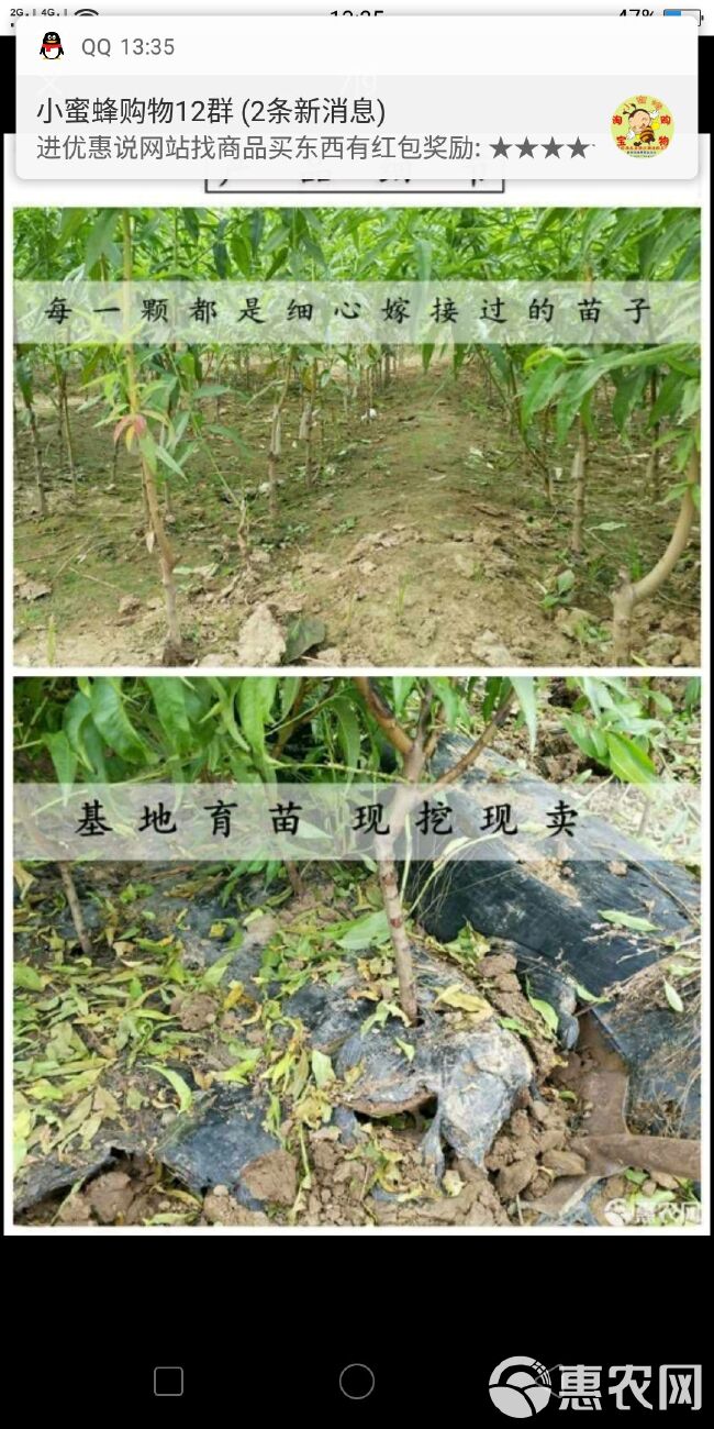  油蟠桃苗当年挂果基地直销