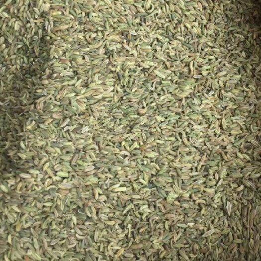 玉林 精品小茴香