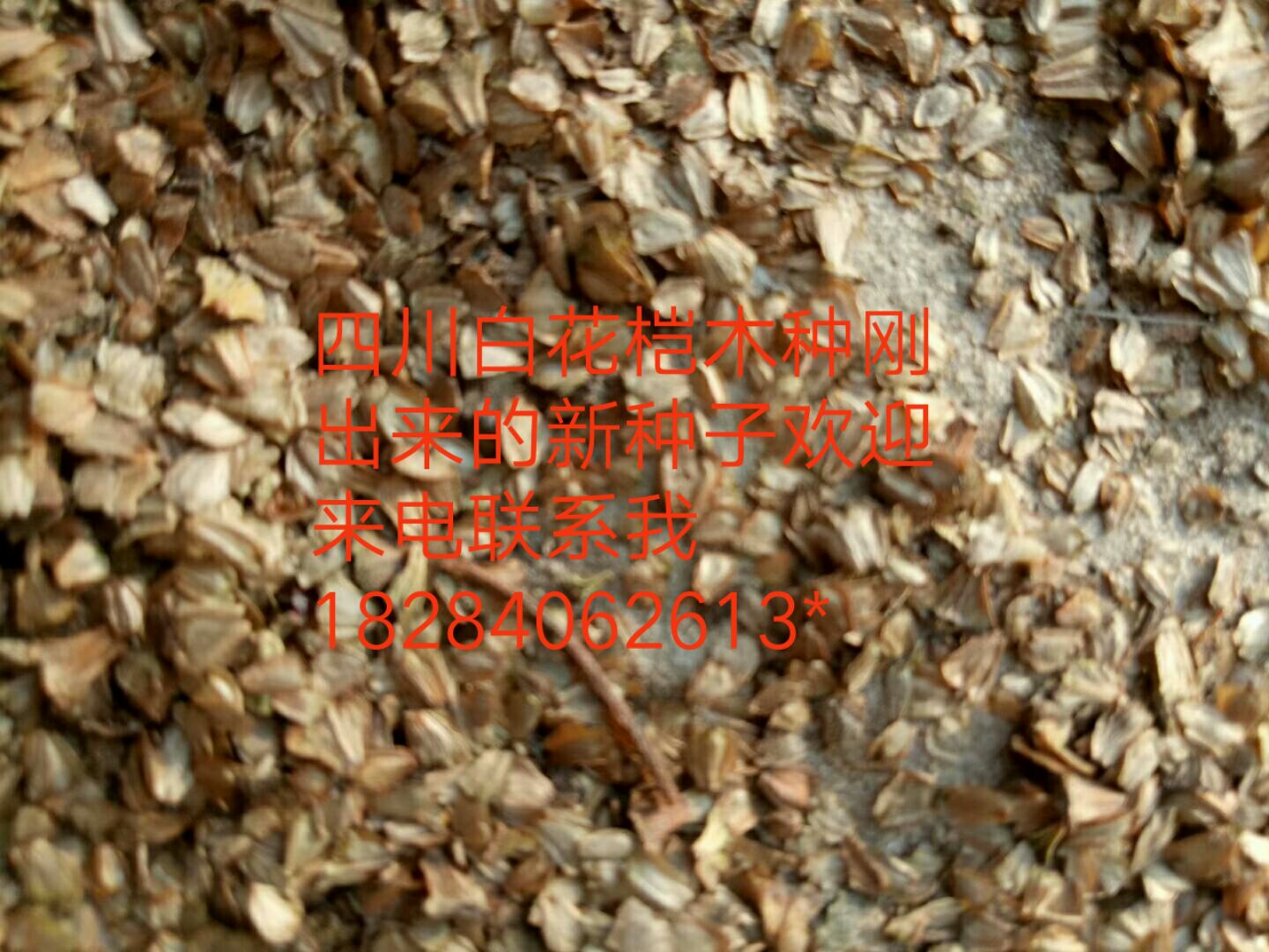 苍溪县桤木种子  优质桤木种籽开始出售，欢迎联系