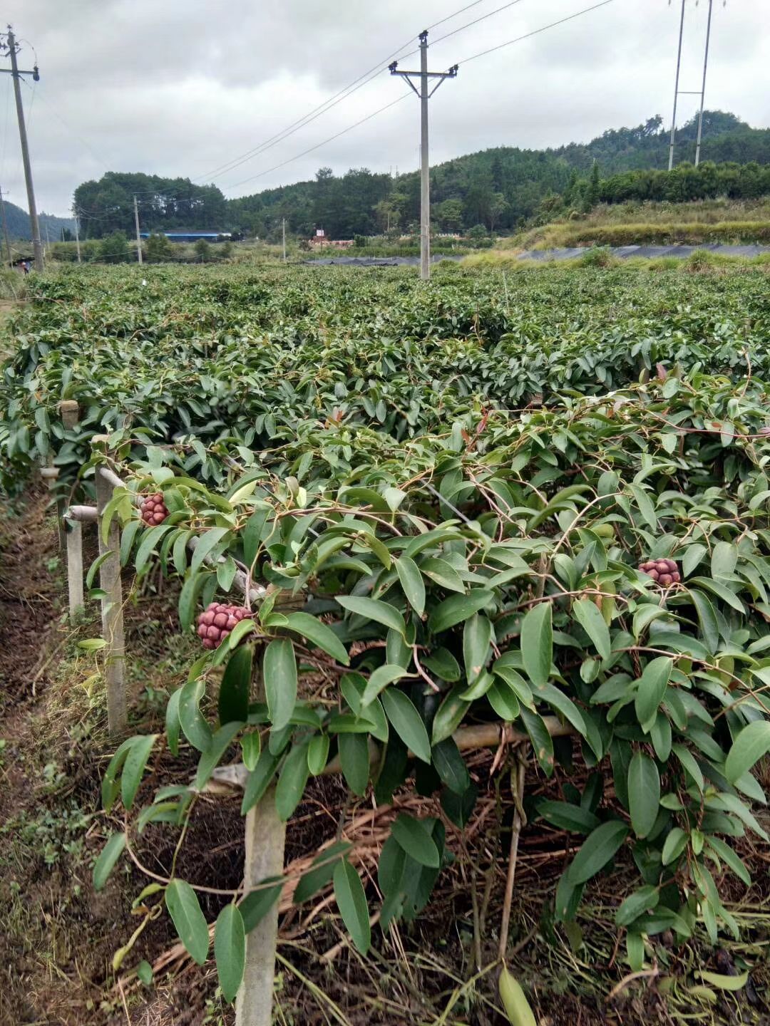 粉红黑老虎苗 布福娜苗【二年苗—挂果苗】签合同回收  【招代
