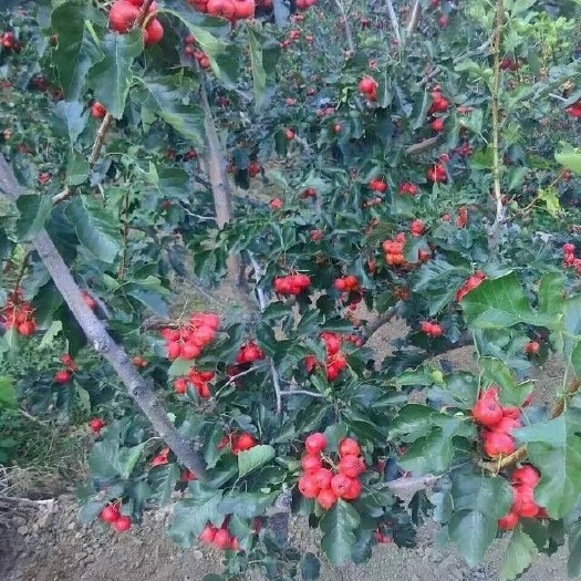 建昌县大绵球山楂 东北大面球