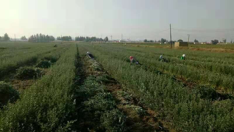 翁牛特旗一年生沙棘苗30一50之间，基地自产自销