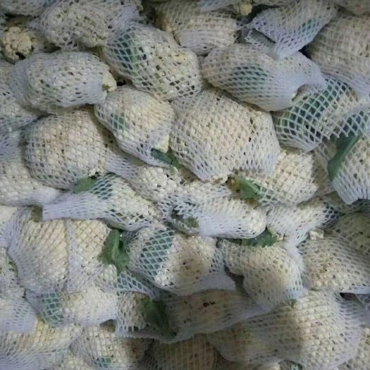 邯郸有机花菜 有机花大量供应！