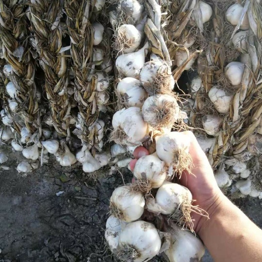 农安县白皮大蒜 供应东北白皮蒜种，用于育蒜苗的、工厂加工的