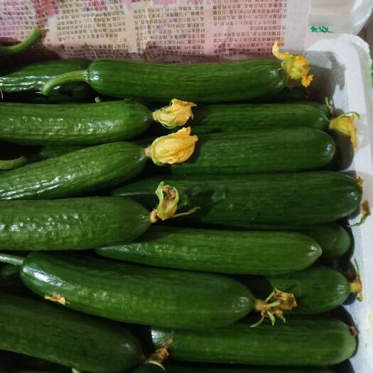 深圳水果黄瓜 精品水果青瓜盒装