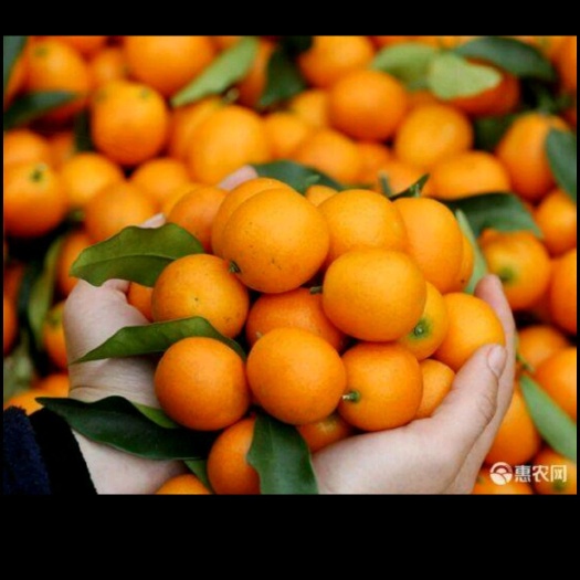 平邑县 脆皮金桔苗