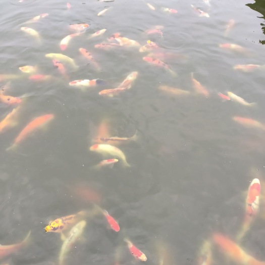 红白锦鲤 红白大正绯写秋翠