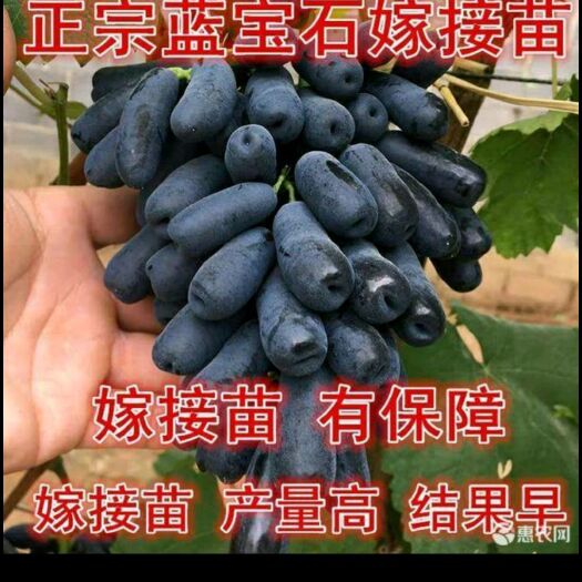 平邑县 蓝宝石葡萄苗