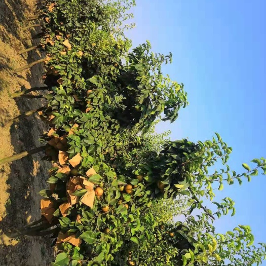 菏泽晚秋黄梨 65mm以上 300-350g
