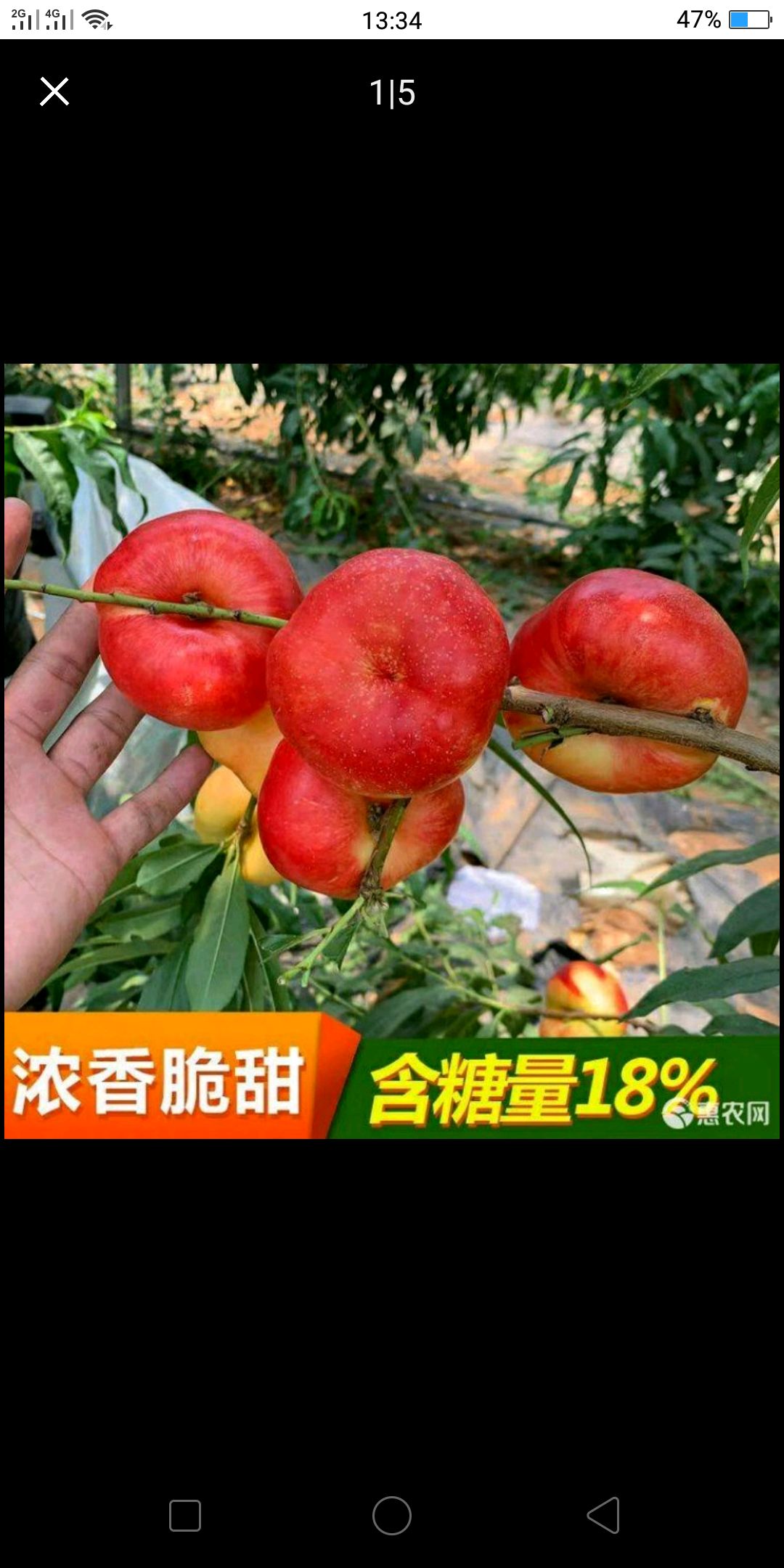  油蟠桃苗当年挂果基地直销