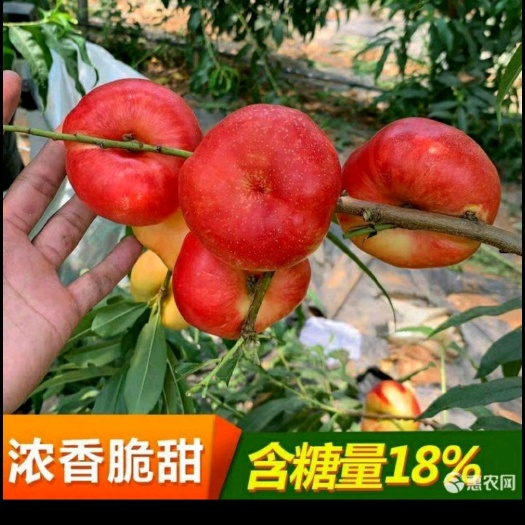 平邑县 油蟠桃苗当年挂果基地直销
